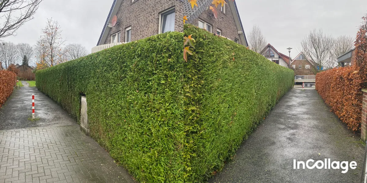 Lange Hecke nach dem sauberen Formschnitt