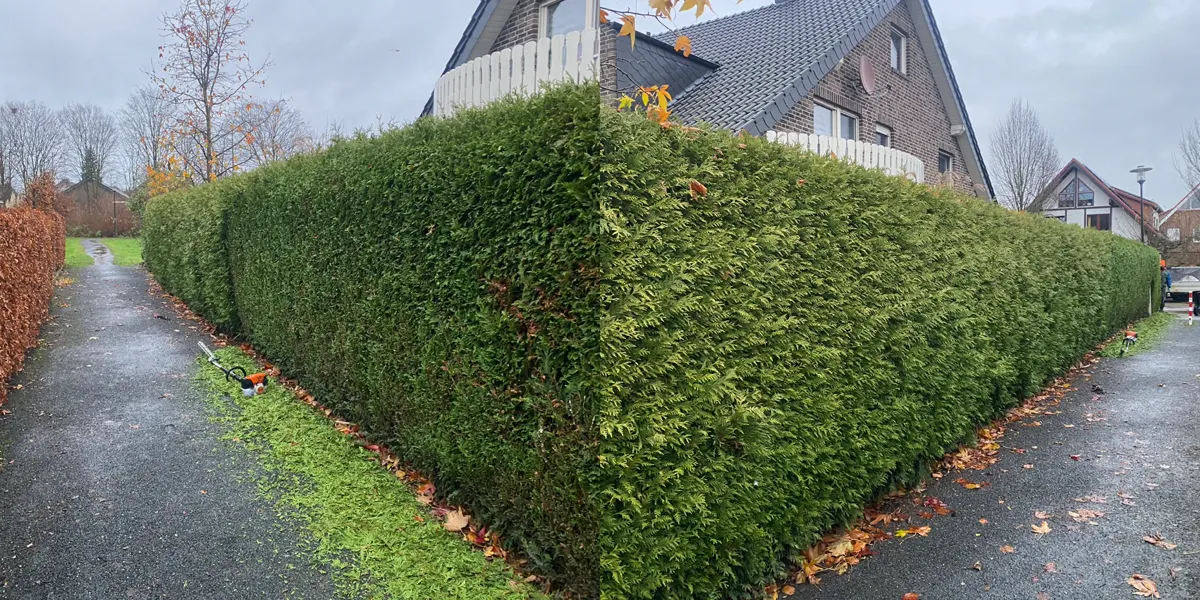 Lange Hecke während des Rückschnitts